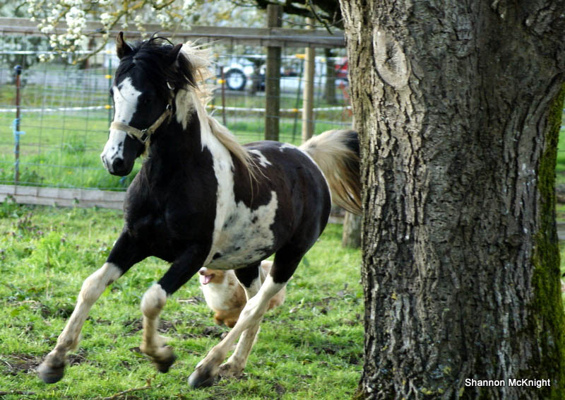 Wychwood Stranger - Homozygous Tobiano Stallion